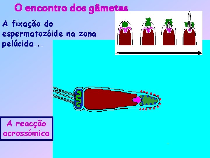 O encontro dos gâmetas A fixação do espermatozóide na zona pelúcida. . . A