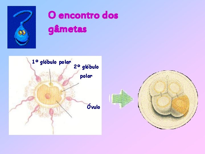 O encontro dos gâmetas 1º glóbulo polar 2º glóbulo polar Óvulo 