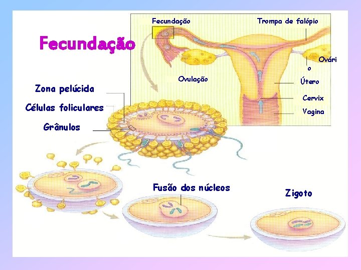 Fecundação Trompa de falópio Fecundação o Zona pelúcida Ovulação Ovári Útero Cervix Células foliculares