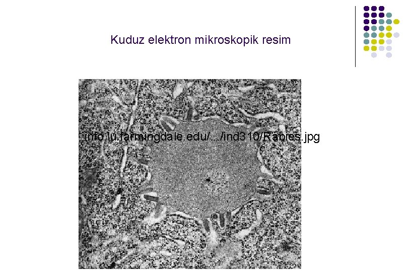Kuduz elektron mikroskopik resim info. lu. farmingdale. edu/. . . /ind 310/Rabies. jpg Kuduz elektron mikroskopik resim info. lu. farmingdale. edu/. . . /ind 310/Rabies. jpg