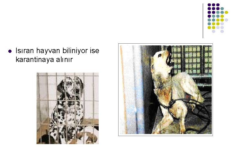 l Isıran hayvan biliniyor ise karantinaya alınır l Isıran hayvan biliniyor ise karantinaya alınır