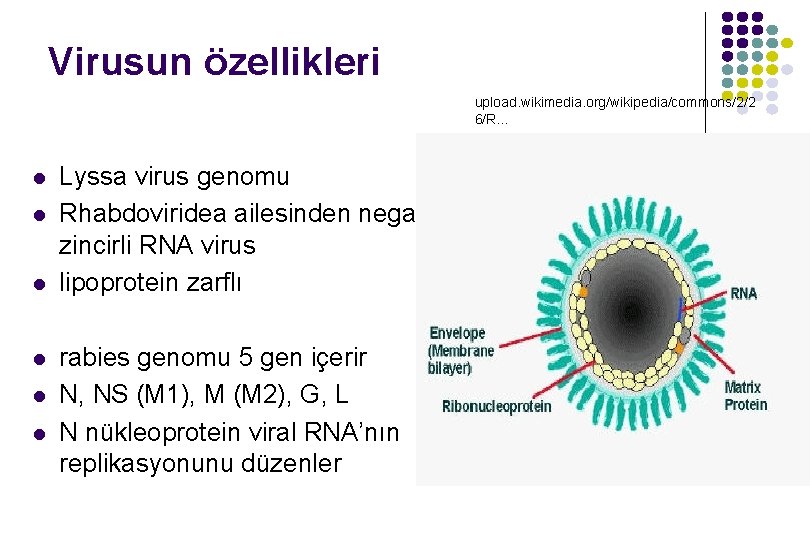 Virusun özellikleri upload. wikimedia. org/wikipedia/commons/2/2 6/R. . . l l l Lyssa virus genomu Virusun özellikleri upload. wikimedia. org/wikipedia/commons/2/2 6/R. . . l l l Lyssa virus genomu