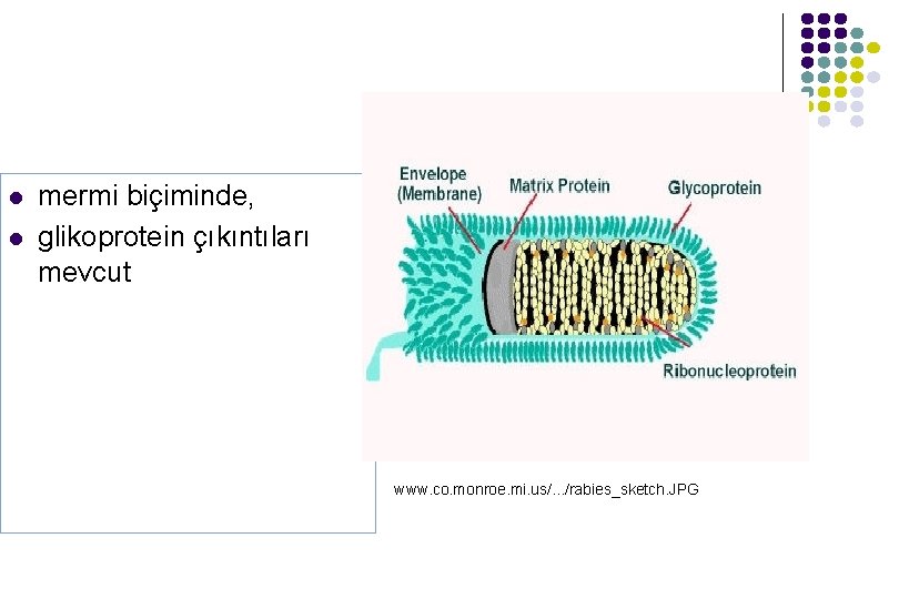 l l mermi biçiminde, glikoprotein çıkıntıları mevcut www. co. monroe. mi. us/. . . l l mermi biçiminde, glikoprotein çıkıntıları mevcut www. co. monroe. mi. us/. . .