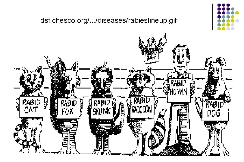 dsf. chesco. org/. . . /diseases/rabieslineup. gif dsf. chesco. org/. . . /diseases/rabieslineup. gif
