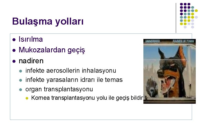 Bulaşma yolları l l l Isırılma Mukozalardan geçiş nadiren l l l infekte aerosollerin Bulaşma yolları l l l Isırılma Mukozalardan geçiş nadiren l l l infekte aerosollerin
