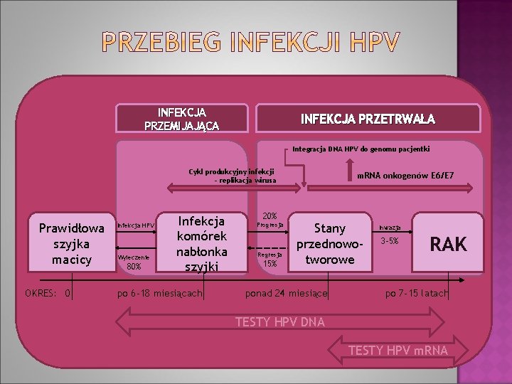 INFEKCJA PRZEMIJAJĄCA INFEKCJA PRZETRWAŁA Integracja DNA HPV do genomu pacjentki Cykl produkcyjny infekcji –