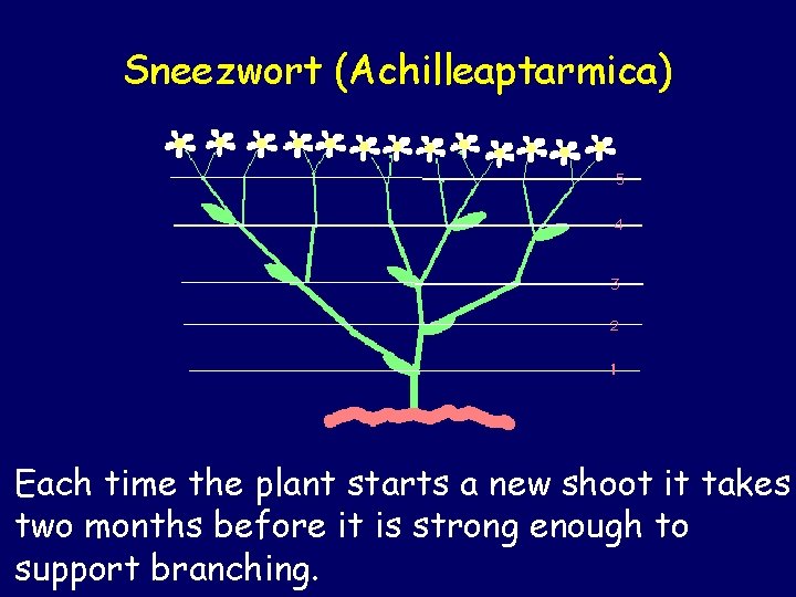 Sneezwort (Achilleaptarmica) Each time the plant starts a new shoot it takes two months Sneezwort (Achilleaptarmica) Each time the plant starts a new shoot it takes two months
