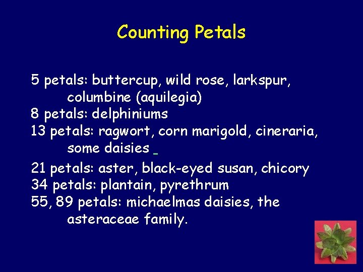 Counting Petals 5 petals: buttercup, wild rose, larkspur, columbine (aquilegia) 8 petals: delphiniums 13