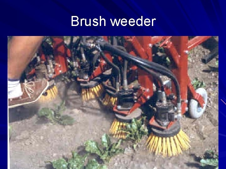 Brush weeder Brush weeder