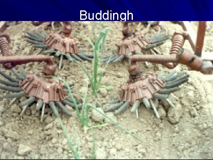Buddingh Buddingh