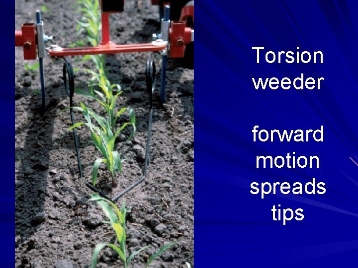 Torsion weeder forward motion spreads tips Torsion weeder forward motion spreads tips