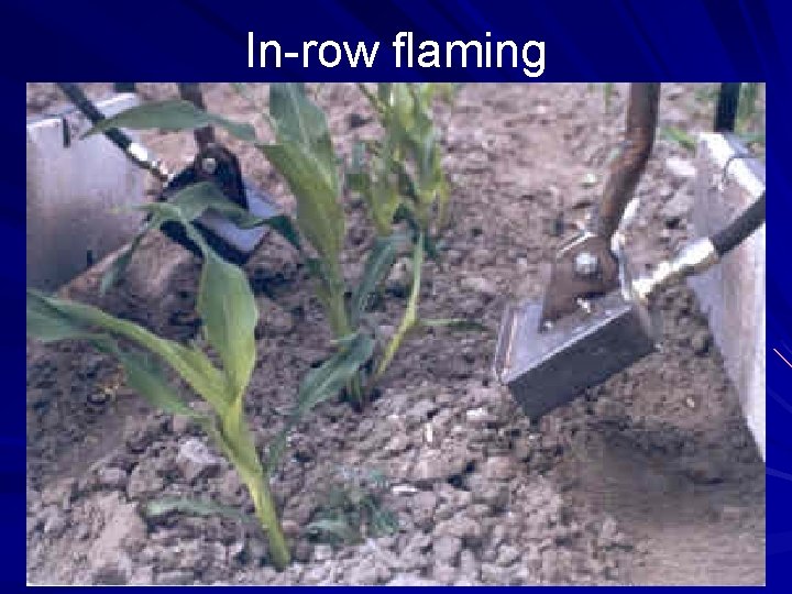 In-row flaming In-row flaming