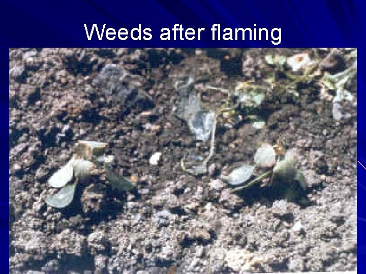 Weeds after flaming Weeds after flaming