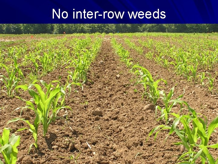 No inter-row weeds No inter-row weeds