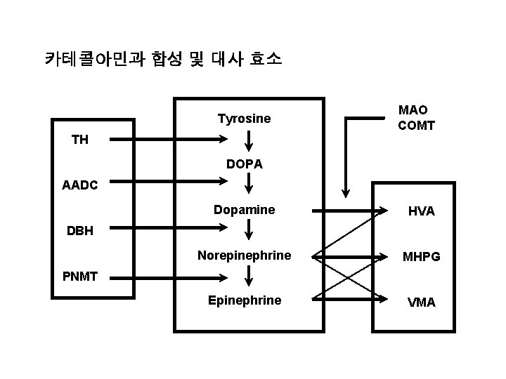 카테콜아민과 합성 및 대사 효소 Tyrosine MAO COMT TH DOPA AADC Dopamine HVA Norepinephrine