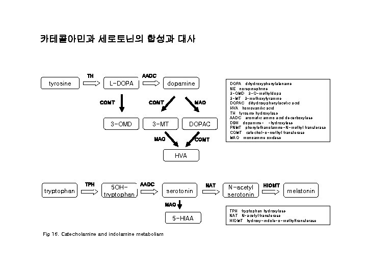 카테콜아민과 세로토닌의 합성과 대사 AADC TH tyrosine L-DOPA COMT 3 -OMD dopamine COMT MAO