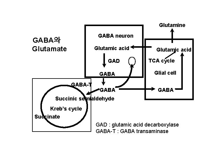 Glutamine GABA neuron GABA와 Glutamate Glutamic acid GAD GABA-T Glutamic acid TCA cycle GABA