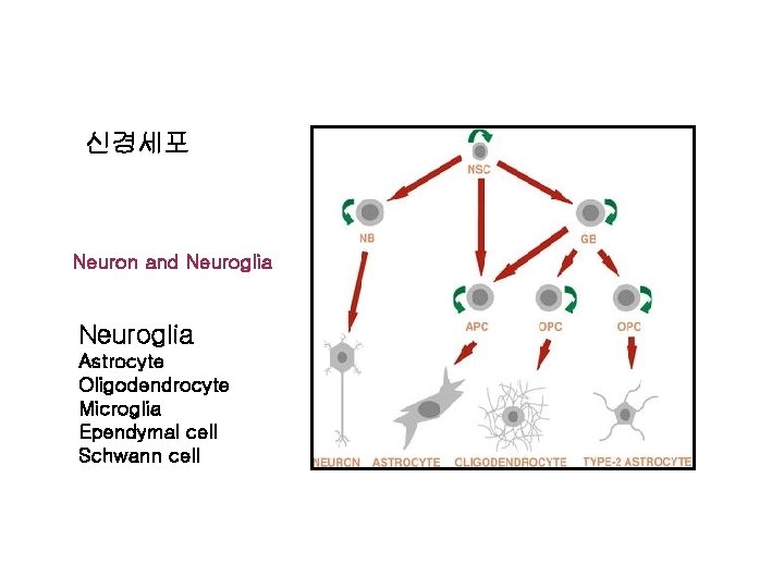 신경세포 Neuron and Neuroglia Astrocyte Oligodendrocyte Microglia Ependymal cell Schwann cell 