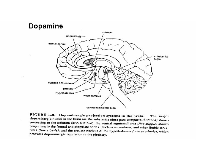 Dopamine 