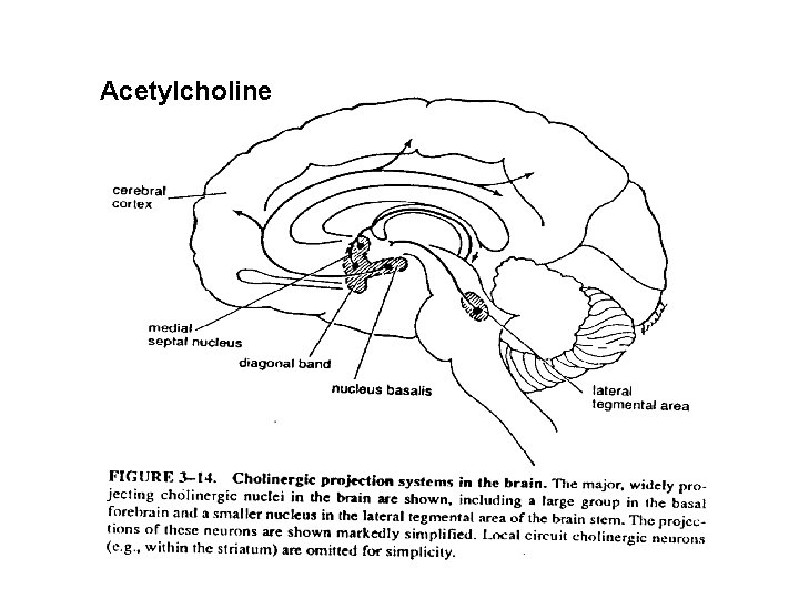 Acetylcholine 