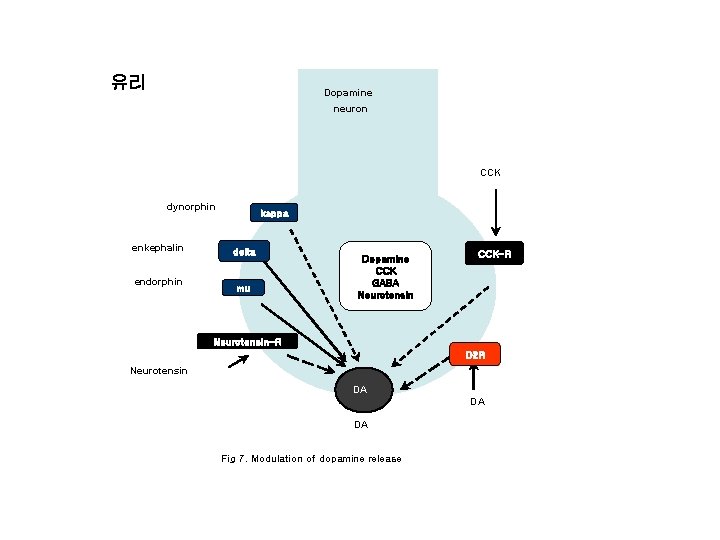 유리 Dopamine neuron CCK dynorphin kappa DA enkephalin endorphin delta mu mu Dopamine CCK