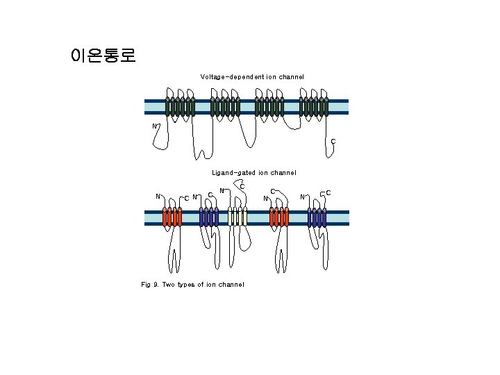 이온통로 Voltage-dependent ion channel N C Ligand-gated ion channel N C N C Fig