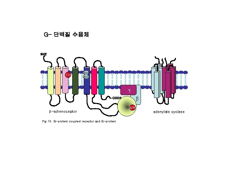 G- 단백질 수용체 NH 2 113 204 207 g b COOH b-adrenoceptor Fig 13.