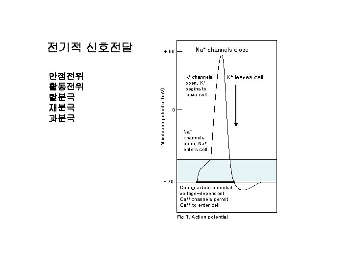안정전위 활동전위 탈분극 재분극 과분극 + 50 Membrane potential (m. V) 전기적 신호전달 Na+
