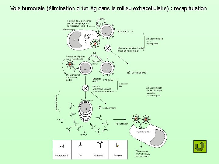 Voie humorale (élimination d ’un Ag dans le milieu extracellulaire) : récapitulation 