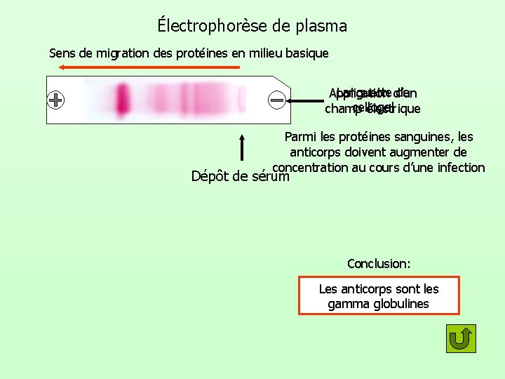 Électrophorèse de plasma Sens de migration des protéines en milieu basique Languette de Application