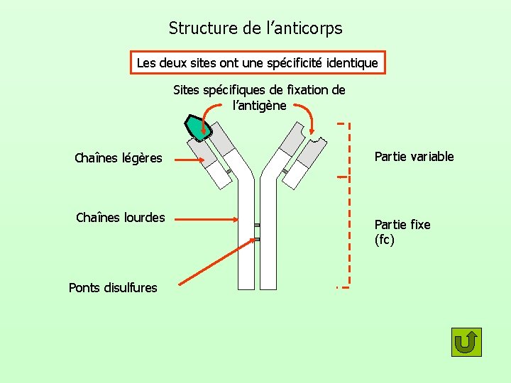 Structure de l’anticorps Les deux sites ont une spécificité identique Sites spécifiques de fixation