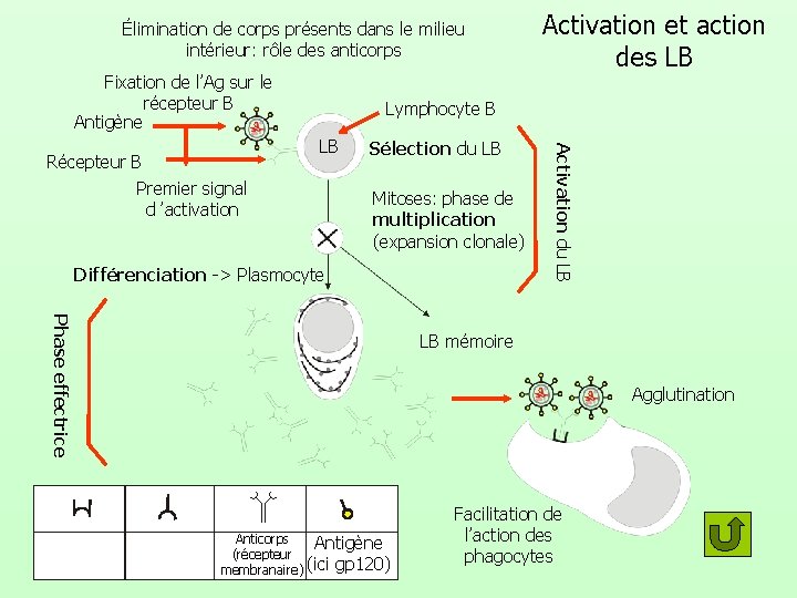 Élimination de corps présents dans le milieu intérieur: rôle des anticorps Fixation de l’Ag