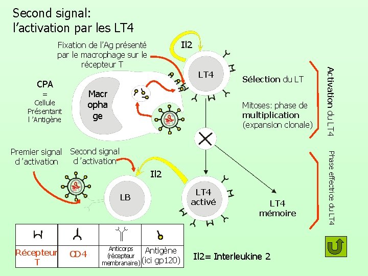 Second signal: l’activation par les LT 4 Il 2 CPA LT 4 Macr opha