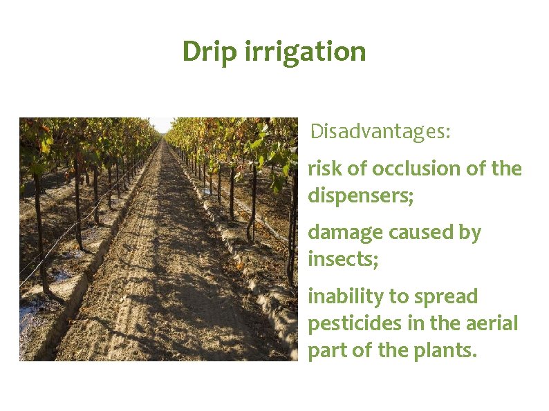 Drip irrigation Disadvantages: risk of occlusion of the dispensers; damage caused by insects; inability