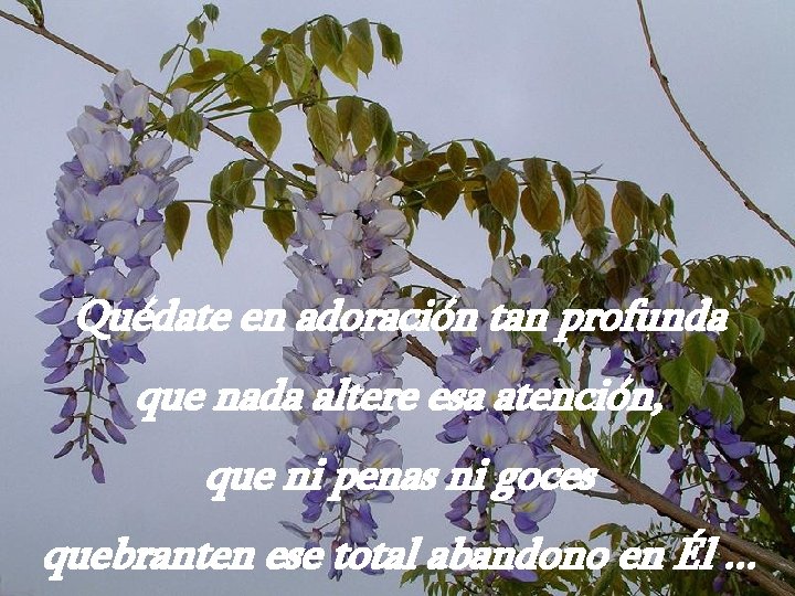 Quédate en adoración tan profunda que nada altere esa atención, que ni penas ni Quédate en adoración tan profunda que nada altere esa atención, que ni penas ni