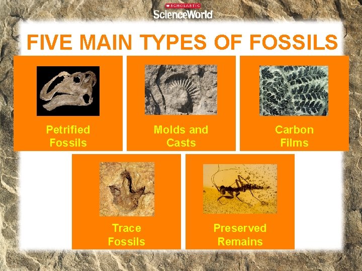 FIVE MAIN TYPES OF FOSSILS Molds and Casts Petrified Fossils Trace Fossils Carbon Films