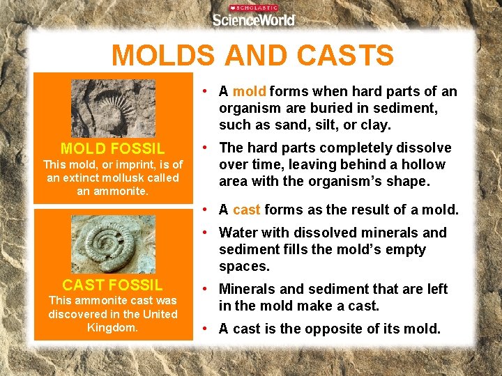 MOLDS AND CASTS • A mold forms when hard parts of an organism are