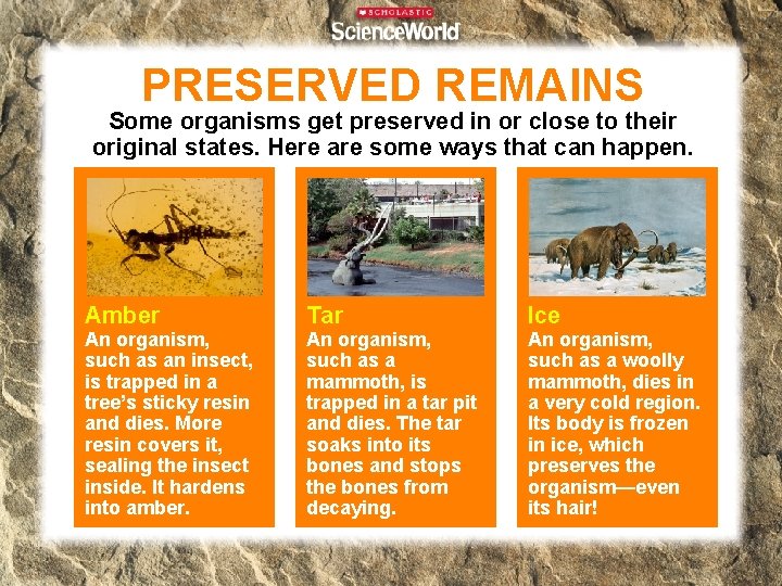 PRESERVED REMAINS Some organisms get preserved in or close to their original states. Here