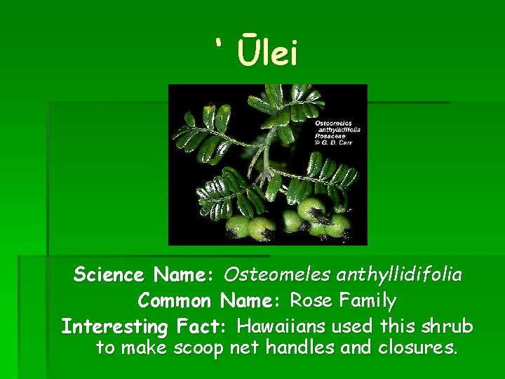 ‘ Ūlei Science Name: Osteomeles anthyllidifolia Common Name: Rose Family Interesting Fact: Hawaiians used