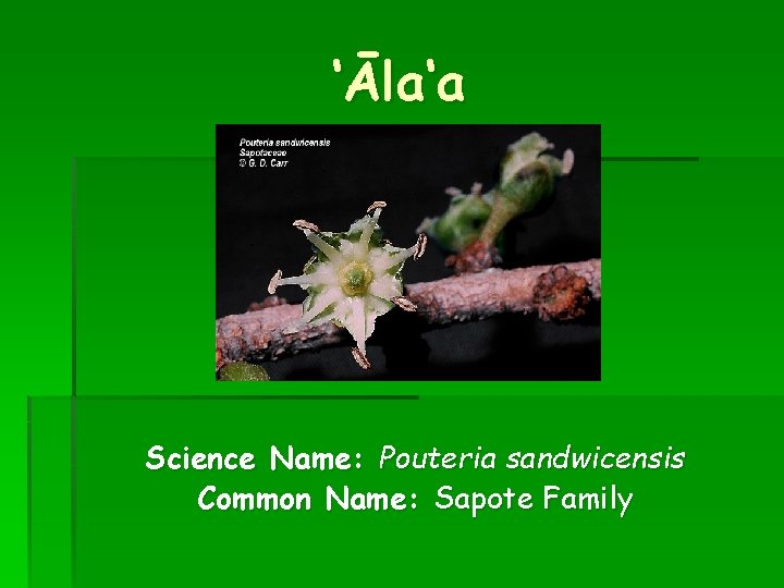 ‘Āla‘a Science Name: Pouteria sandwicensis Common Name: Sapote Family 