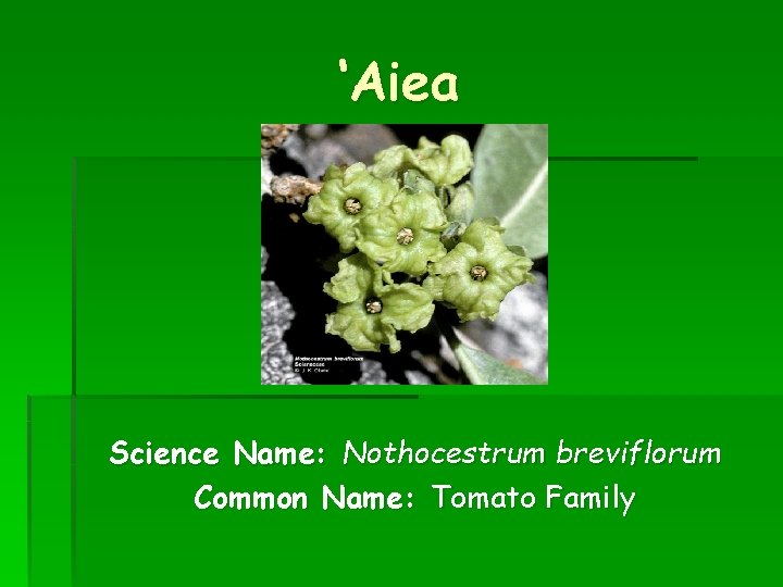 ‘Aiea Science Name: Nothocestrum breviflorum Common Name: Tomato Family 
