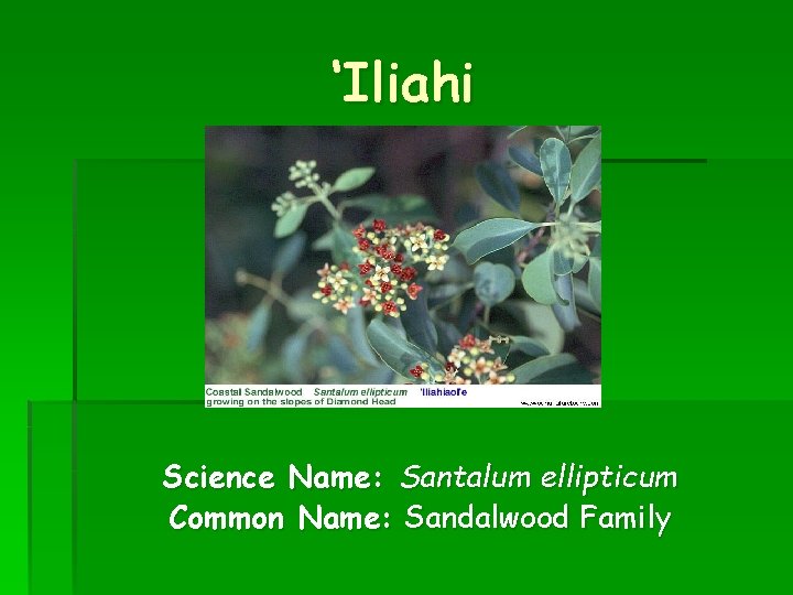 ‘Iliahi Science Name: Santalum ellipticum Common Name: Sandalwood Family 