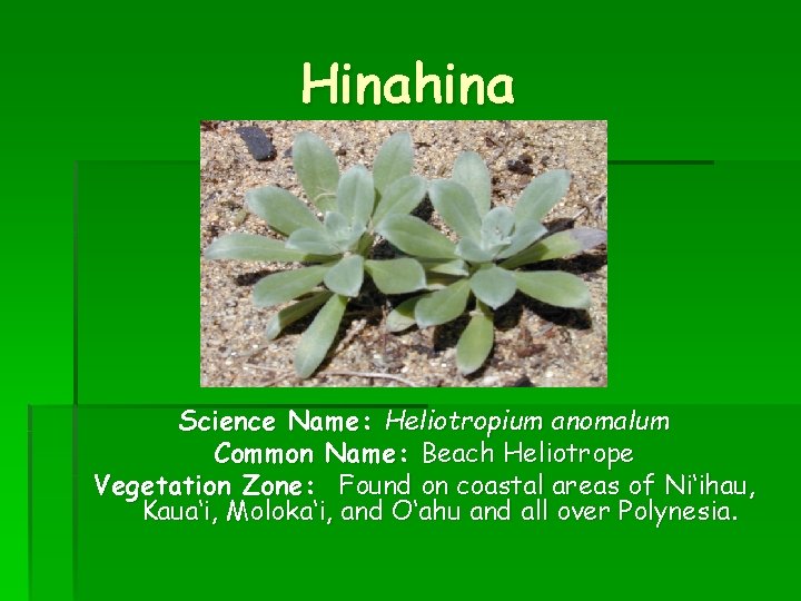 Hinahina Science Name: Heliotropium anomalum Common Name: Beach Heliotrope Vegetation Zone: Found on coastal