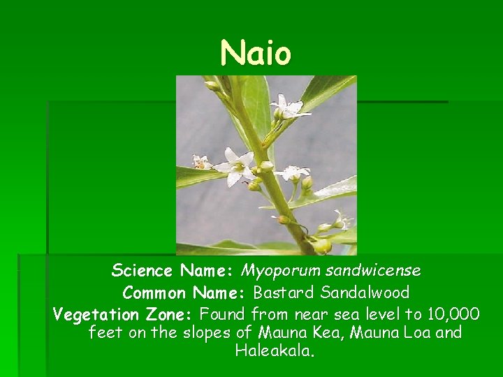Naio Science Name: Myoporum sandwicense Common Name: Bastard Sandalwood Vegetation Zone: Found from near