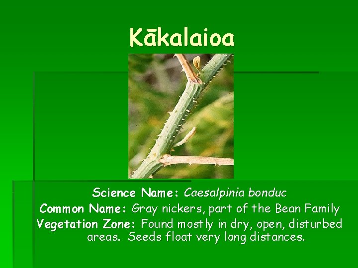 Kākalaioa Science Name: Caesalpinia bonduc Common Name: Gray nickers, part of the Bean Family