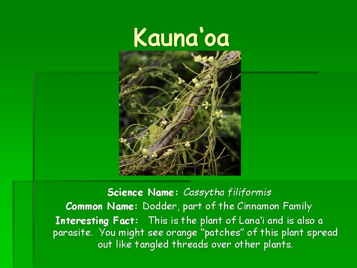 Kauna‘oa Science Name: Cassytha filiformis Common Name: Dodder, part of the Cinnamon Family Interesting