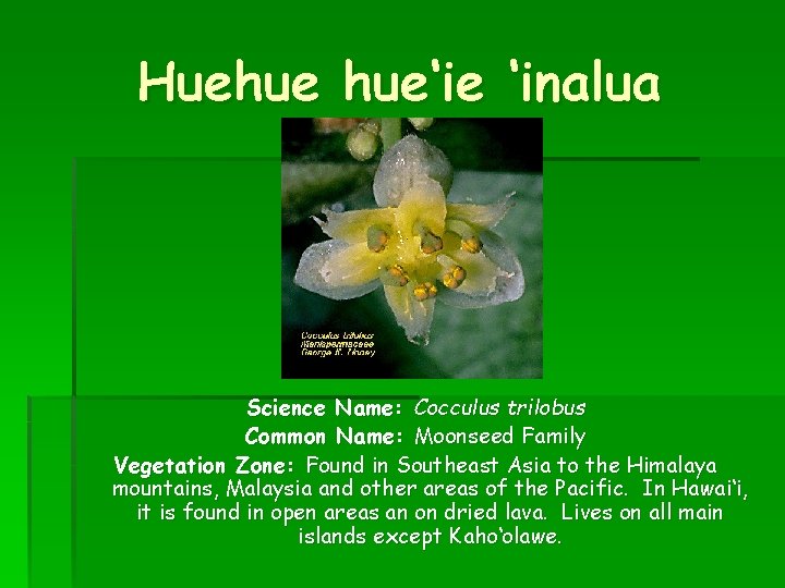 Huehue hue‘ie ‘inalua Science Name: Cocculus trilobus Common Name: Moonseed Family Vegetation Zone: Found