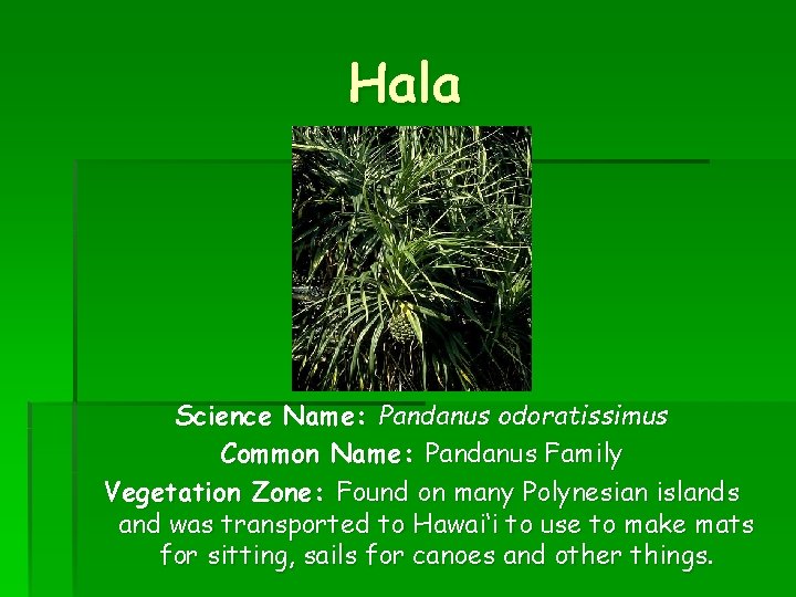 Hala Science Name: Pandanus odoratissimus Common Name: Pandanus Family Vegetation Zone: Found on many