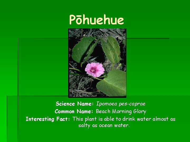 Pōhuehue Science Name: Ipomoea pes-caprae Common Name: Beach Morning Glory Interesting Fact: This plant