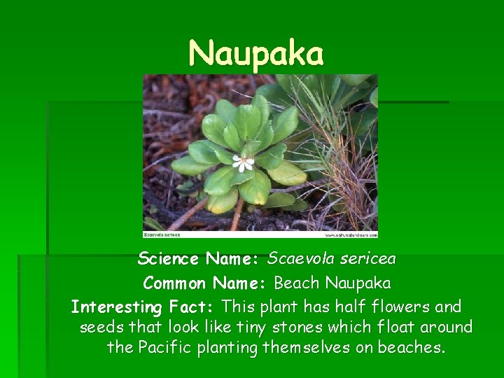 Naupaka Science Name: Scaevola sericea Common Name: Beach Naupaka Interesting Fact: This plant has